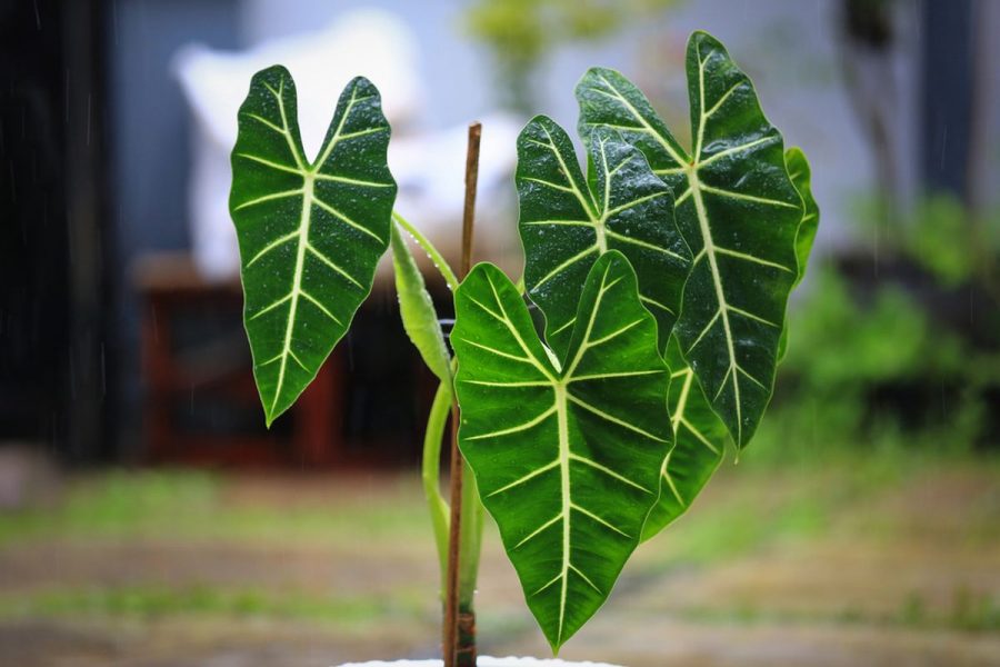 Keladi Hijau