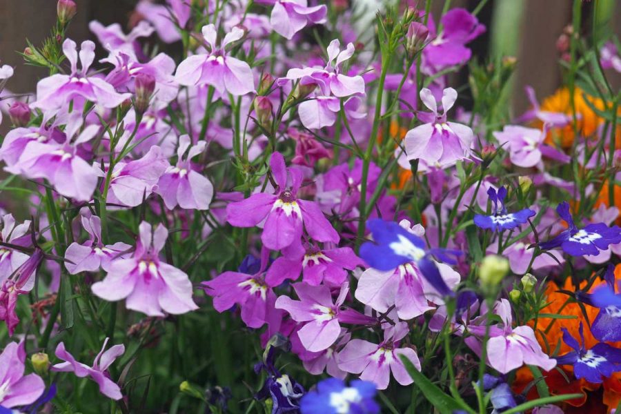 Menanam Lobelia
