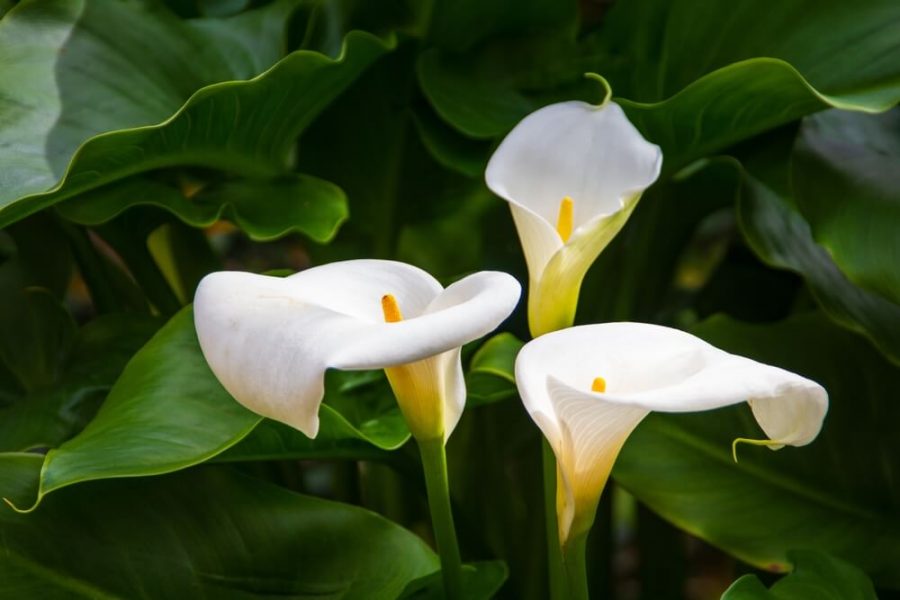 Merawat Calla Lily