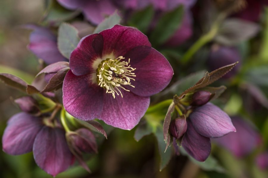 Bunga Hellebore