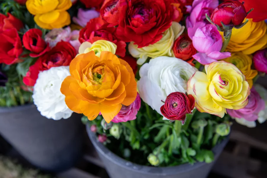 Bunga Ranunculus