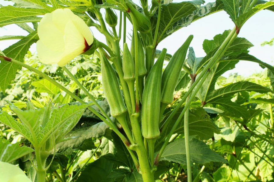 Cara Merawat Okra